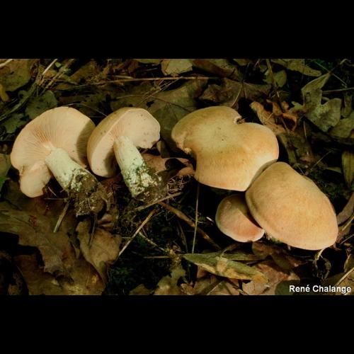 <i>Clitopilus geminus</i> (Paulet) Noordel. & Co-David, 2009 © R. Chalange