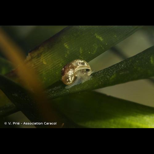 <i>Valvata piscinalis</i> (O.F. Müller, 1774) © V. Prié - Association Caracol