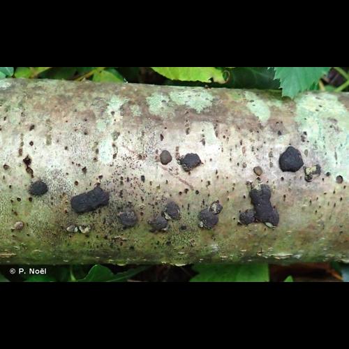 <i>Jackrogersella multiformis</i> (Fr.) L.Wendt, Kuhnert & M.Stadler, 2017 © P. Noël