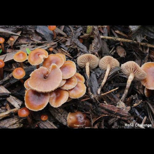 <i>Deconica xeroderma</i> (Huijsman) Noordel., 2009 © R. Chalange