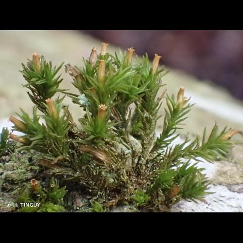 <i>Lewinskya fastigiata</i> (Bruch ex Brid.) Vigalondo, F.Lara & Garilleti, 2019 © H. TINGUY