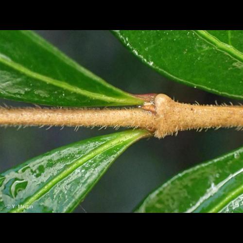 <i>Lonicera ligustrina </i>var.<i> pileata</i> (Oliv.) Franch., 1896 © NULL