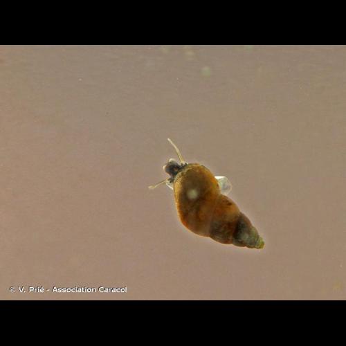 <i>Potamopyrgus antipodarum</i> (Gray, 1843) © V. Prié - Association Caracol