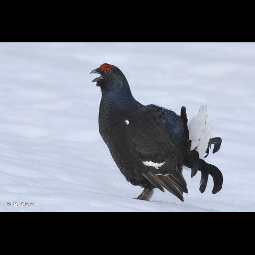 <i>Lyrurus tetrix</i> (Linnaeus, 1758) © R. Clerc