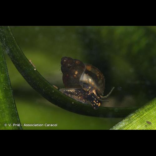 <i>Bithynia tentaculata</i> (Linnaeus, 1758) © V. Prié - Association Caracol