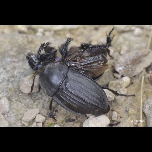<i>Silpha carinata</i> Herbst, 1783 © J. Touroult