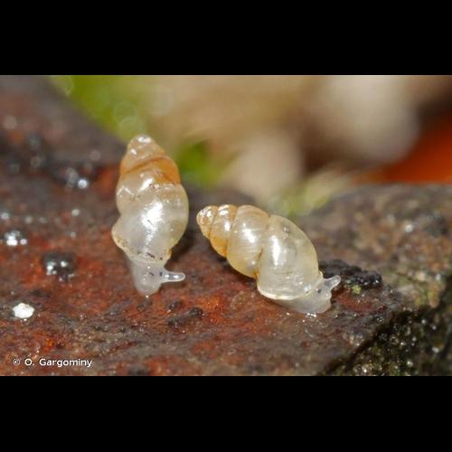 <i>Carychium minimum</i> O.F. Müller, 1774 &copy; O. Gargominy