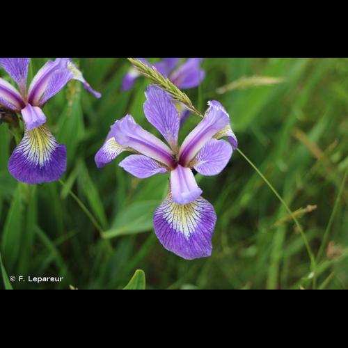 <i>Iris versicolor</i> L., 1753 © F. Lepareur