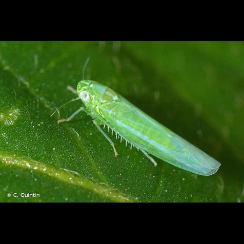 <i>Empoasca vitis</i> (Göthe, 1875) © C. Quintin