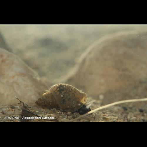 <i>Galba truncatula</i> (O.F. Müller, 1774) &copy; V. Prié - Association Caracol