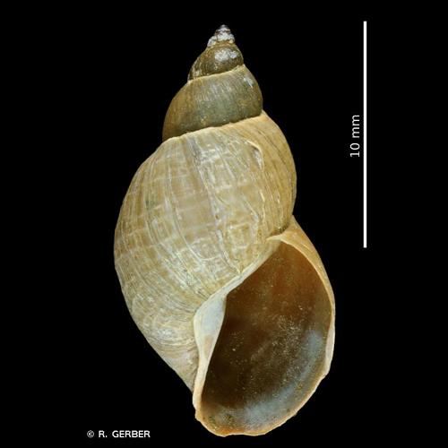 <i>Stagnicola palustris</i> (O.F. Müller, 1774) © R. GERBER