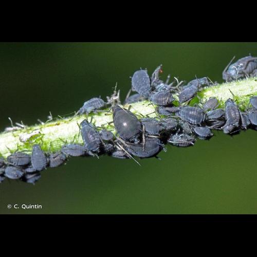 <i>Aphis fabae</i> Scopoli, 1763 &copy; C. Quintin