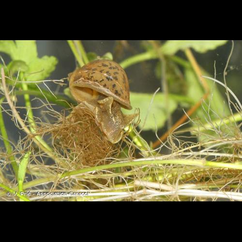<i>Radix auricularia</i> (Linnaeus, 1758) © V. Prié - Association Caracol