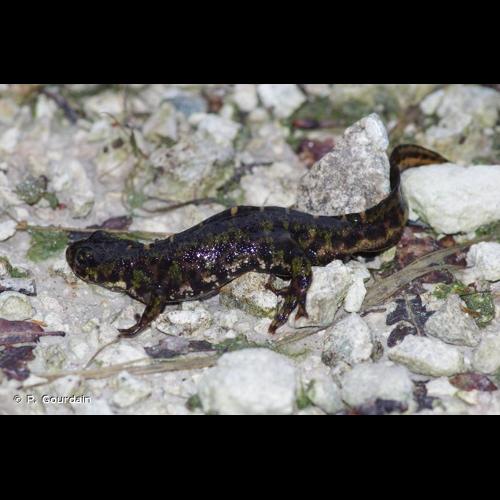 <i>Triturus cristatus </i>x<i> T. marmoratus</i> © P. Gourdain