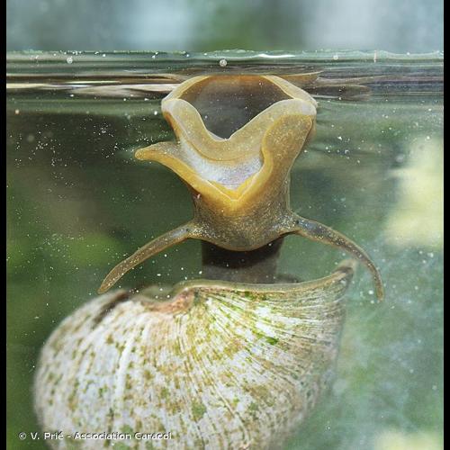 <i>Lymnaea stagnalis</i> (Linnaeus, 1758) &copy; V. Prié - Association Caracol