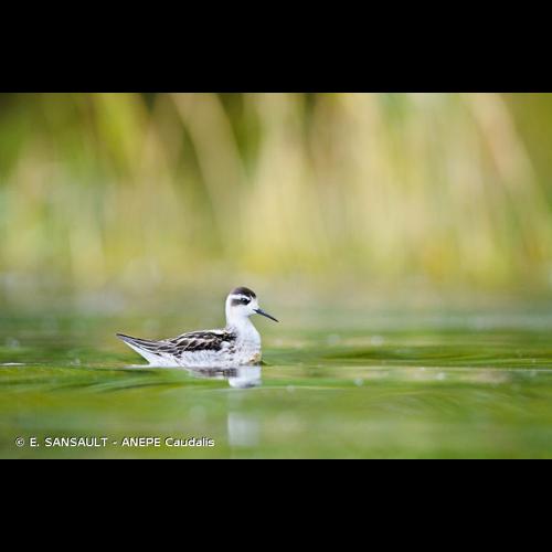 <i>Phalaropus lobatus</i> (Linnaeus, 1758) © E. SANSAULT - ANEPE Caudalis
