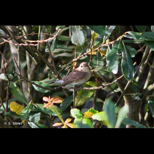 <i>Ficedula parva</i> (Bechstein, 1792) © S. Siblet