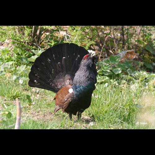 <i>Tetrao urogallus</i> Linnaeus, 1758 © J.P. Siblet