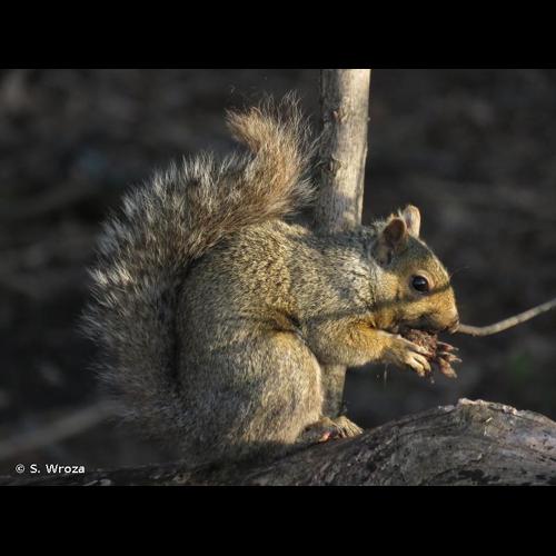 <i>Sciurus carolinensis</i> Gmelin, 1788 © S. Wroza