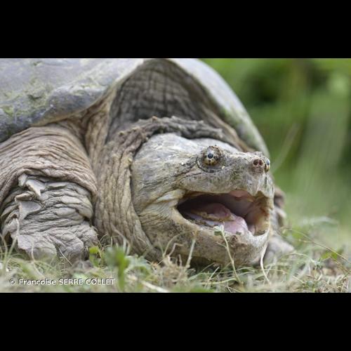 <i>Chelydra serpentina</i> (Linnaeus, 1758) &copy; Françoise SERRE COLLET