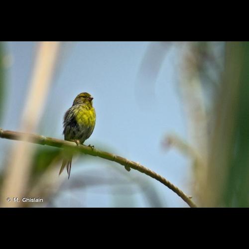<i>Serinus canaria</i> (Linnaeus, 1758) © M. Ghislain