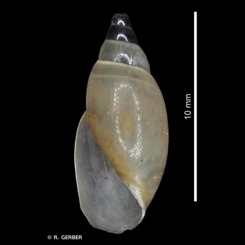 <i>Aplexa hypnorum</i> (Linnaeus, 1758) © R. GERBER