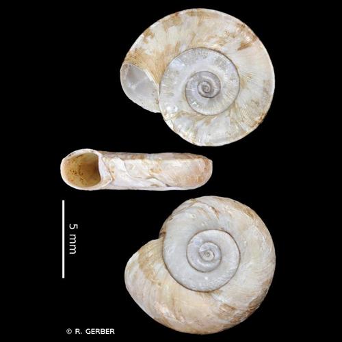 <i>Planorbis planorbis</i> (Linnaeus, 1758) © R. GERBER