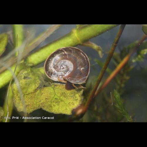 <i>Planorbis carinatus</i> O.F. Müller, 1774 © V. Prié - Association Caracol