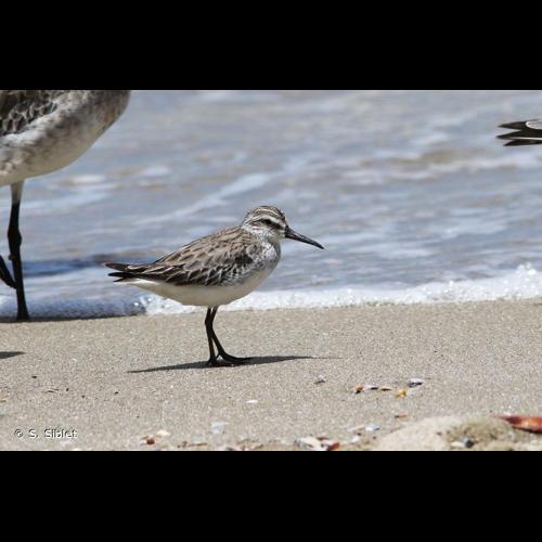 <i>Calidris falcinellus</i> (Pontoppidan, 1763) © S. Siblet