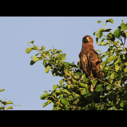 <i>Clanga pomarina</i> (C. L. Brehm, 1831) © J. LAIGNEL