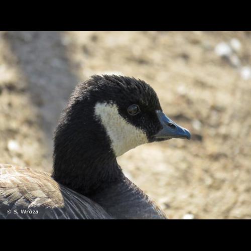 <i>Branta hutchinsii</i> (Richardson, 1832) &copy; S. Wroza
