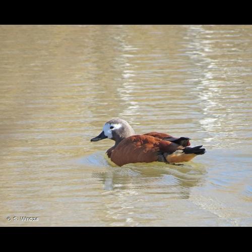 <i>Tadorna cana</i> (Gmelin, 1789) © S. Wroza