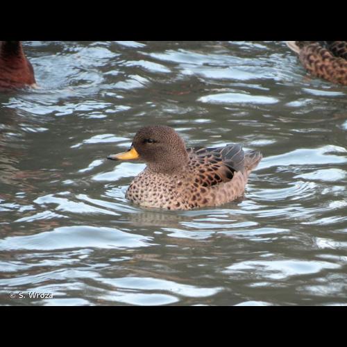 <i>Anas flavirostris</i> Vieillot, 1816 © S. Wroza