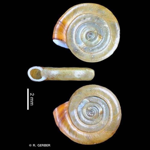 <i>Anisus leucostoma</i> (Millet, 1813) © R. GERBER