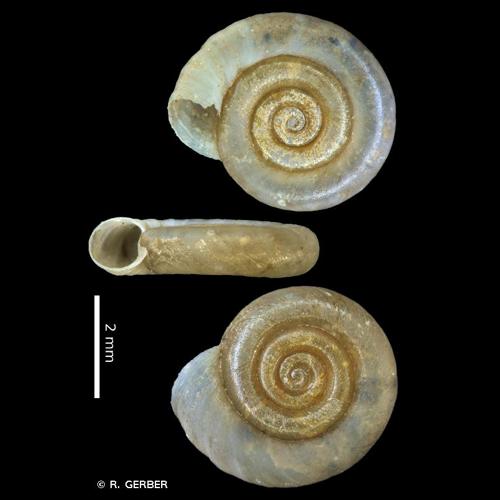 <i>Anisus spirorbis</i> (Linnaeus, 1758) © R. GERBER