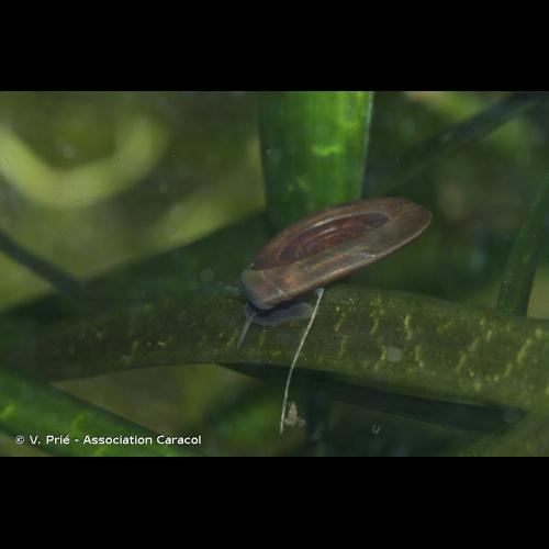 <i>Anisus vortex</i> (Linnaeus, 1758) &copy; V. Prié - Association Caracol