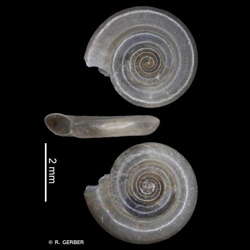 <i>Anisus vorticulus</i> (Troschel, 1834) © R. GERBER