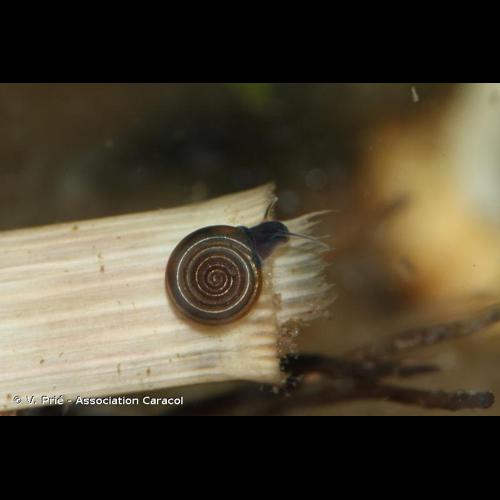 <i>Bathyomphalus contortus</i> (Linnaeus, 1758) © V. Prié - Association Caracol