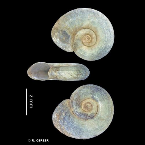 <i>Gyraulus albus</i> (O.F. Müller, 1774) © R. GERBER