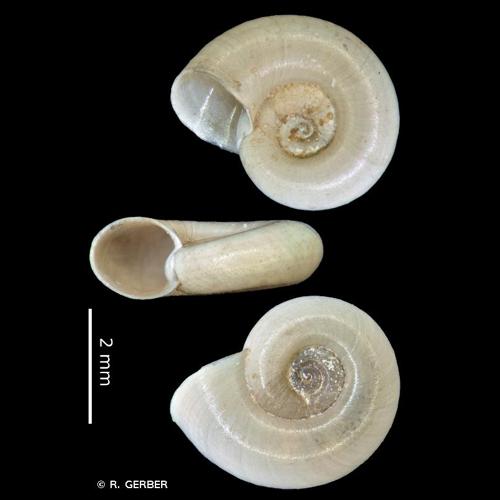 <i>Gyraulus parvus</i> (Say, 1817) © R. GERBER