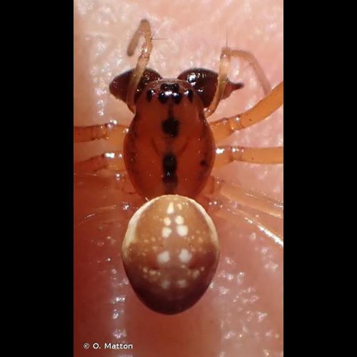<i>Pachygnatha listeri</i> Sundevall, 1830 © O. Matton
