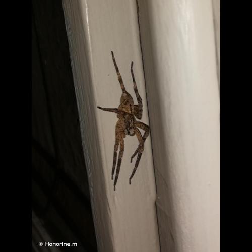 <i>Tegenaria domestica</i> (Clerck, 1758) © Honorine.m