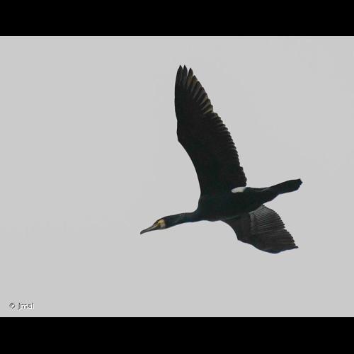 <i>Phalacrocorax carbo carbo</i> (Linnaeus, 1758) © jmal