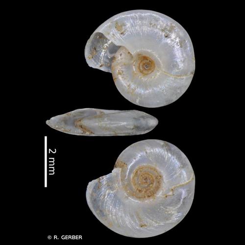 <i>Hippeutis complanatus</i> (Linnaeus, 1758) &copy; R. GERBER