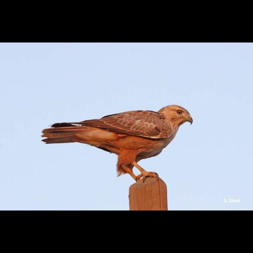 <i>Buteo rufinus</i> (Cretzschmar, 1827) © S. Siblet