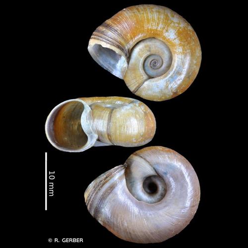 <i>Planorbarius corneus</i> (Linnaeus, 1758) © R. GERBER