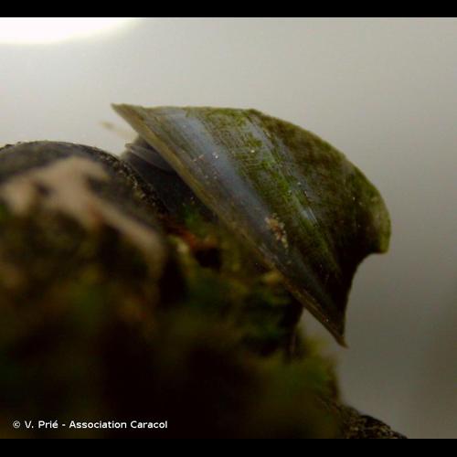 <i>Ancylus fluviatilis</i> O.F. Müller, 1774 © V. Prié - Association Caracol