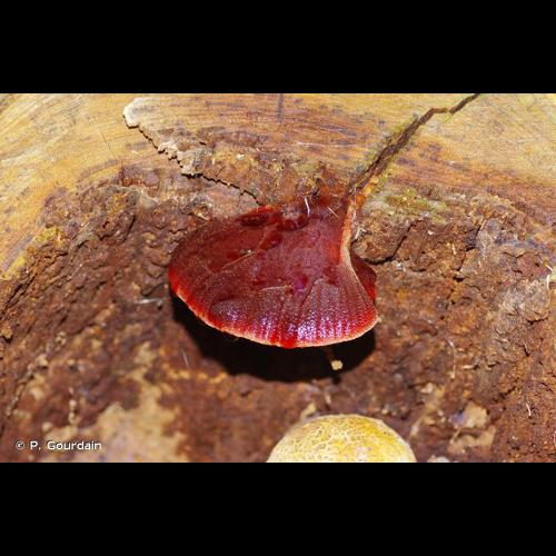 <i>Fistulina hepatica</i> (Schaeff.) With., 1801 &copy; P. Gourdain