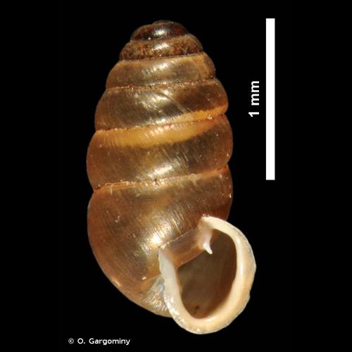 <i>Lauria cylindracea</i> (da Costa, 1778) © O. Gargominy