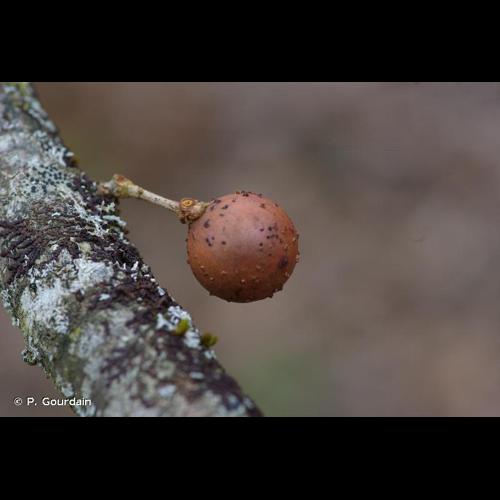 <i>Andricus kollari</i> (Hartig, 1843) © P. Gourdain